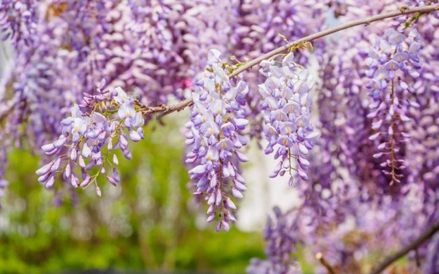 Глициния Блю мун: фото морозостойкой макростахии Голубая луна или wisteria macrostachya blue moon, уход за ней и посадка