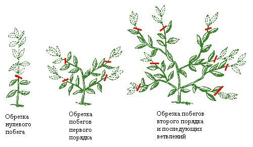 Как обрезать лимон в горшке в домашних условиях для плодоношения: как правильно сделать на комнатном дереве начинающим и когда, можно ли летом, нюансы ухода и фото