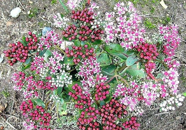 Очиток и все другие названия суккулента: седум (sedum), заячья капуста, скрипун, грыжная и лихорадочная трава, описание комнатного и садового растения, фото цветка