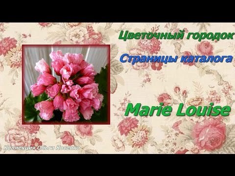 Герань тюльпановидная: фото растения и особенности ухода за ним в домашних условиях, а также рекомендации по размножению черенками и из семян