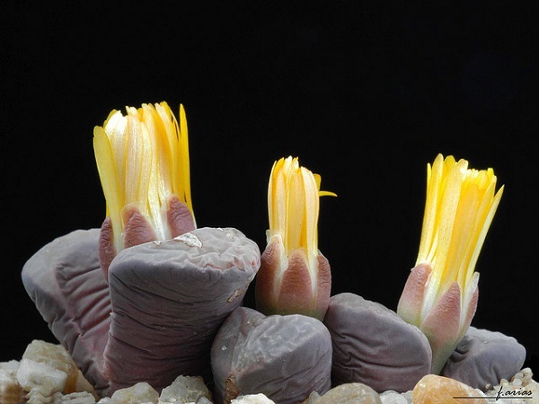 Виды литопса с описанием и фото: Ложноусеченный (lithops pseudotruncatella), Карасский (karasmontana), Аукамп (aucampiae), Хукера (hookeri) и другие