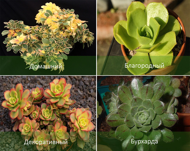 Эониум (aeonium): ботаническое описание видов этого цветка и фото домашнего растения, а также суккулент как целитель