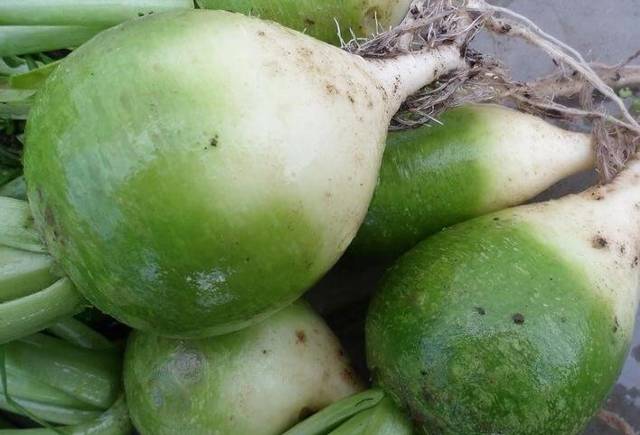Посадка и уход за редькой маргеланской: сроки посева, разновидности китайского корнеплода и как сажать в открытый грунт, когда собирать урожай?