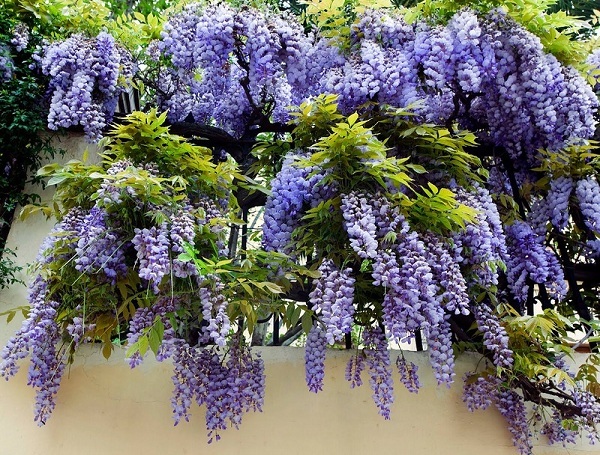 Сорта глицинии и виды Вистерии (wisteria) на фото: белая японская, морозостойкая Макростахия Блю Мун (macrostachya blue moon), Блэк Дракон и  другие названия