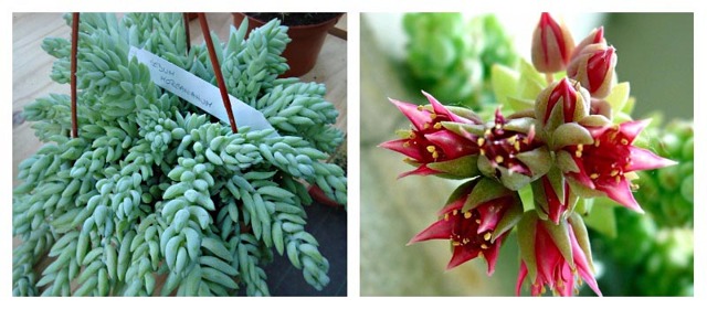 Очиток и все другие названия суккулента: седум (sedum), заячья капуста, скрипун, грыжная и лихорадочная трава, описание комнатного и садового растения, фото цветка