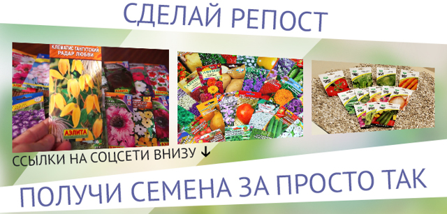 Клеродендрум Томпсона: уход в домашних условиях, описание внешнего вида и фото, размножение черенками, а также как заставить цвести и как формировать куст?