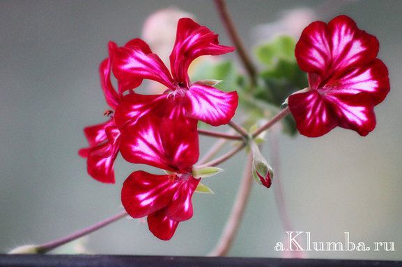 Герань великолепная: все о правилах посадки и ухода за этим цветком, фото растения, какие популярные сорта существуют на сегодняшний день?