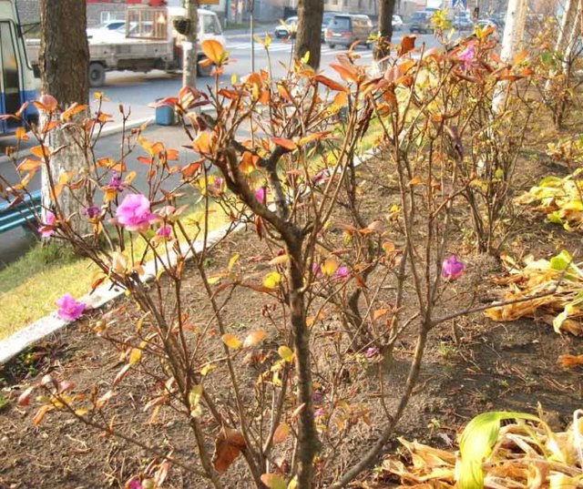Уход за рододендроном осенью: что нужно делать для подготовки к этому времени года, можно ли совершать обрезку азалии, когда вносить удобрения?