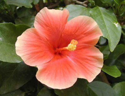 Гибискус Фаербол: описание, фото сорта, уход в домашних условиях, черенкование и посадка семенами, похожие цветы