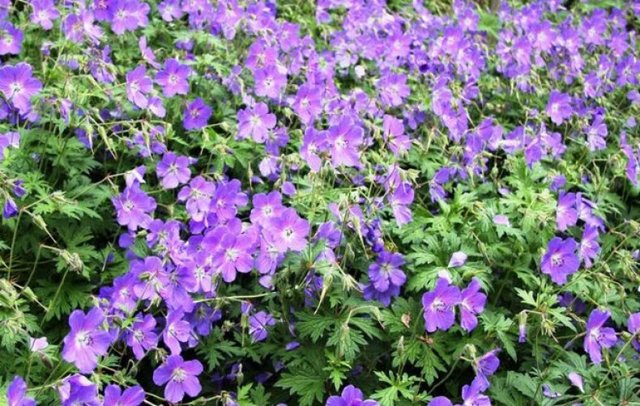 Герань великолепная: все о правилах посадки и ухода за этим цветком, фото растения, какие популярные сорта существуют на сегодняшний день?
