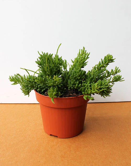 Рипсалис (rhipsalis) — что это такое: описание и фото кактуса, обзор популярных видов, выращивание дома, а также похожие цветы и отличия растения от хатиоры