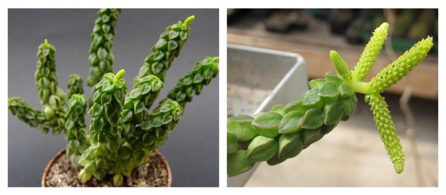 Пеперомия (peperomia): что это такое - фото и описание комнатного растения, лечебные свойства, польза для дома, относится ли к суккулентным и где родина цветка?