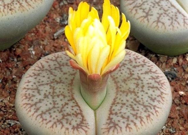 Литопсы (lithops) или 
