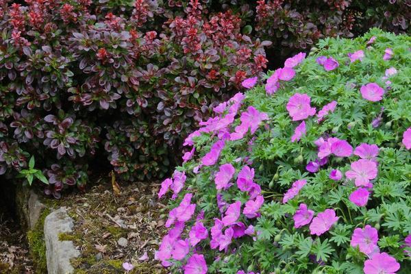 Герань великолепная: все о правилах посадки и ухода за этим цветком, фото растения, какие популярные сорта существуют на сегодняшний день?