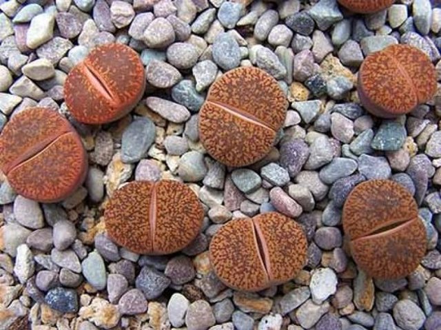 Виды литопса с описанием и фото: Ложноусеченный (lithops pseudotruncatella), Карасский (karasmontana), Аукамп (aucampiae), Хукера (hookeri) и другие