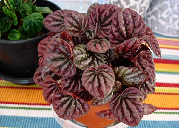 Пеперомия (peperomia): что это такое - фото и описание комнатного растения, лечебные свойства, польза для дома, относится ли к суккулентным и где родина цветка?