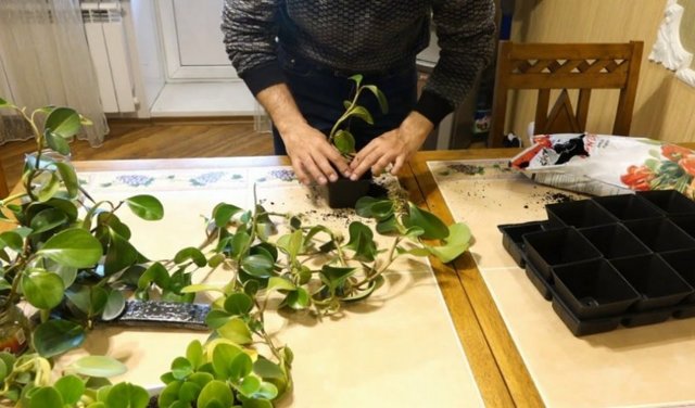 Пеперомия (peperomia): что это такое - фото и описание комнатного растения, лечебные свойства, польза для дома, относится ли к суккулентным и где родина цветка?