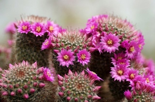 Маммиллярия грацилис (mammillaria gracilis), или стройная — описание и фото растения, а также уход, размножение и борьба с вредителями