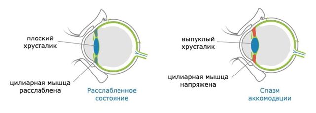 Глазные капли Цикломед, препараты для носа и другие лекарства на основе цикламена: названия, инструкция по применению и цены