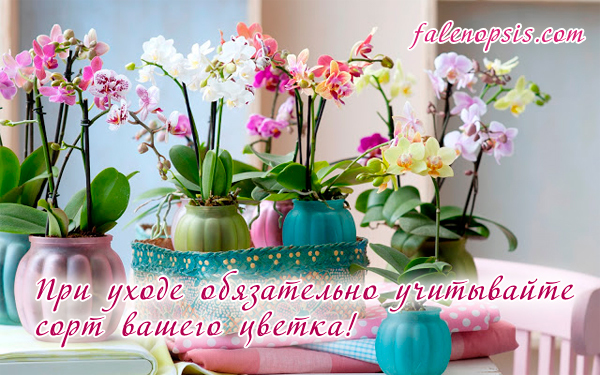 Сорта и виды Фаленопсиса: фото, названия с описаниями, а также общие рекомендации по уходу за орхидеей