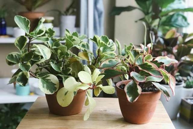 Пеперомия (peperomia): что это такое - фото и описание комнатного растения, лечебные свойства, польза для дома, относится ли к суккулентным и где родина цветка?