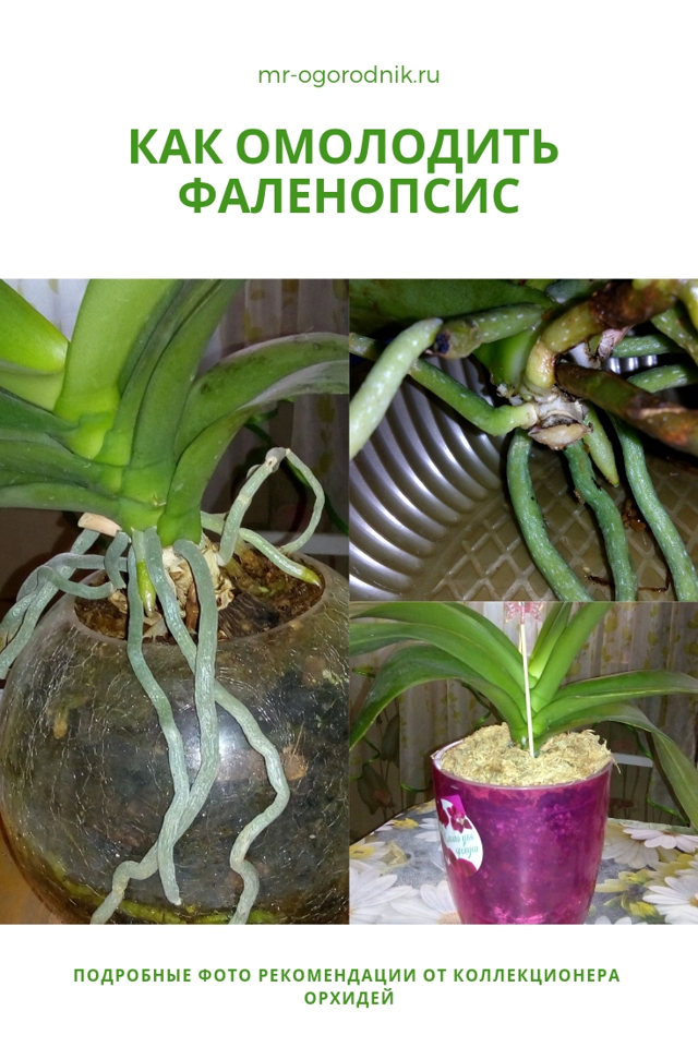 Как омолодить орхидею фаленопсис: сколько лет она живет в домашних условиях и от чего это зависит, а также пошаговая инструкция, как вернуть к жизни растение