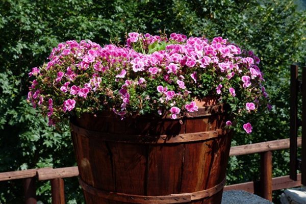 Герань великолепная: все о правилах посадки и ухода за этим цветком, фото растения, какие популярные сорта существуют на сегодняшний день?