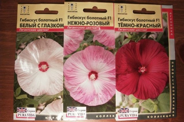 Гибискус Фаербол: описание, фото сорта, уход в домашних условиях, черенкование и посадка семенами, похожие цветы