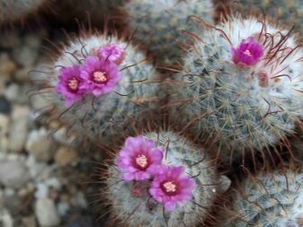 Маммиллярия: что это за цветок, фото кактуса mammillaria, а также размножение, уход в домашних условиях и возможные болезни