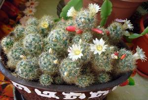 Маммиллярия Пролифера (mammillaria prolifera): почему ее называют побегоносной, как выглядит на фото и что нужно для ухода?