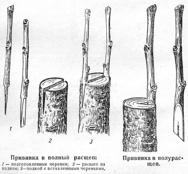 Как привить лимон в домашних условиях, чтобы он плодоносил: когда можно это делать, как правильно подготовить комнатное дерево из косточки, что такое метод в расщеп?