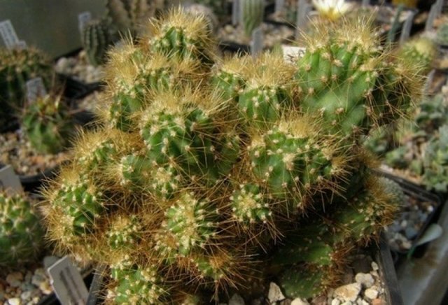 Цереус (cereus): что это такое, уход в домашних условиях, выбор земли и горшка для цветка, а также фото кактуса