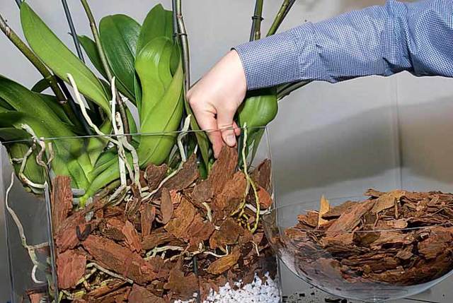 Кора для орхидей: из каких деревьев лучше брать (из сосны или ели), подготовка и обработка материала для посадки своими руками в домашних условиях