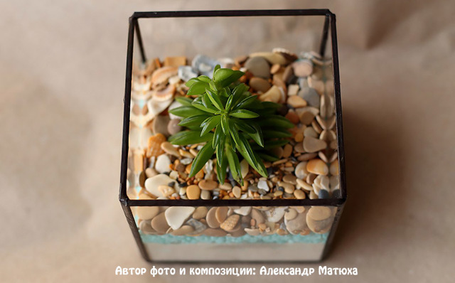 Пеперомия (peperomia): что это такое - фото и описание комнатного растения, лечебные свойства, польза для дома, относится ли к суккулентным и где родина цветка?