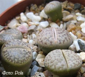 Литопсы (lithops) или 