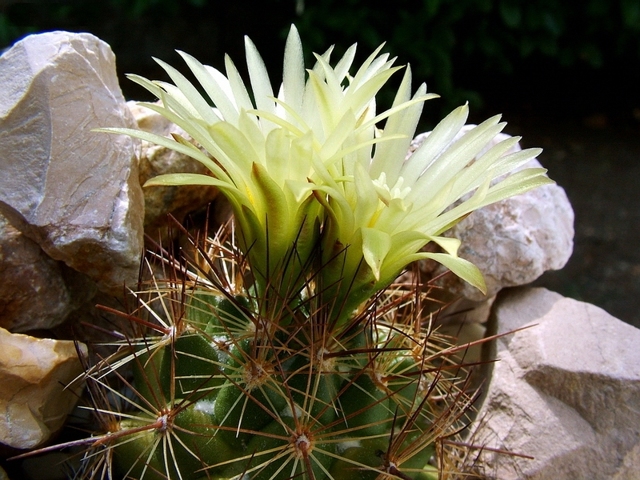Корифанта: coryphantha elephantidens, compacta и другие виды кактуса, фото растения, его описание, история и география обитания, особенности ухода и размножения