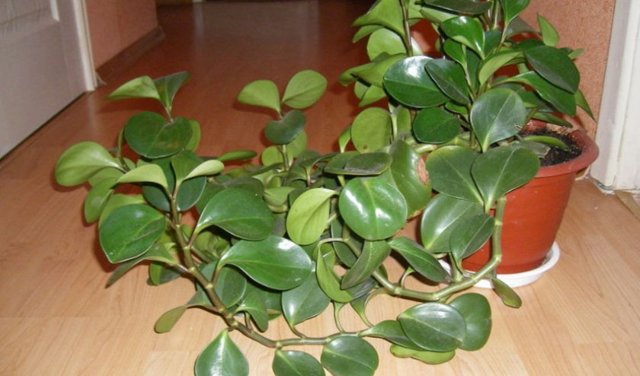 Пеперомия (peperomia): что это такое - фото и описание комнатного растения, лечебные свойства, польза для дома, относится ли к суккулентным и где родина цветка?