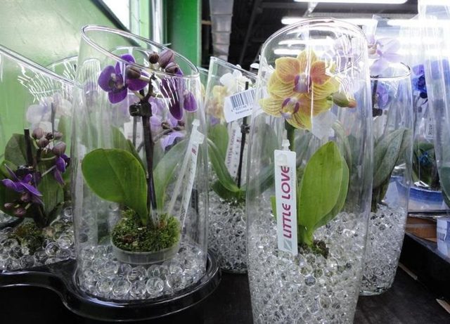 Орхидея без грунта: как правильно выращивать без земли, особенности и достоинства этого метода, а также выбор емкости
