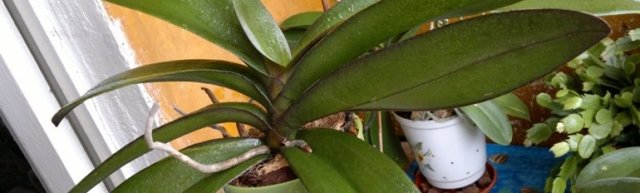 Липкие капли на орхидее: что это такое, почему они появляются и что можно сделать для того чтобы помочь растению?