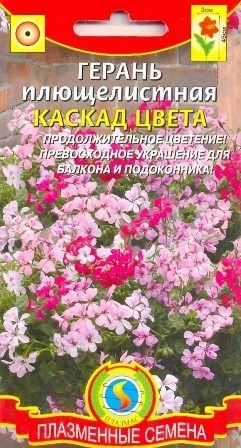 Герань садовая: описание уличного цветка с махровыми листьями и фото, использование в ландшафтном дизайне, размножение черенками многолетних сортов
