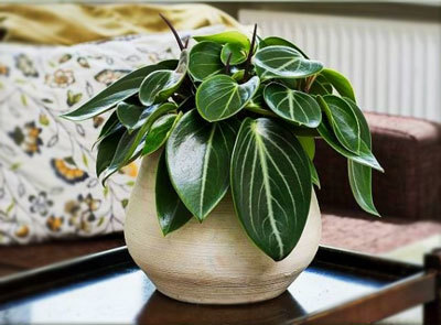Пеперомия (peperomia): что это такое - фото и описание комнатного растения, лечебные свойства, польза для дома, относится ли к суккулентным и где родина цветка?