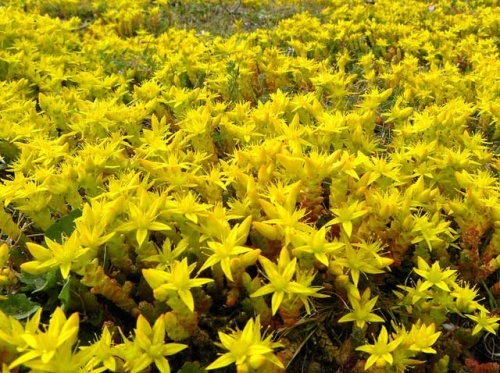 Очиток и все другие названия суккулента: седум (sedum), заячья капуста, скрипун, грыжная и лихорадочная трава, описание комнатного и садового растения, фото цветка