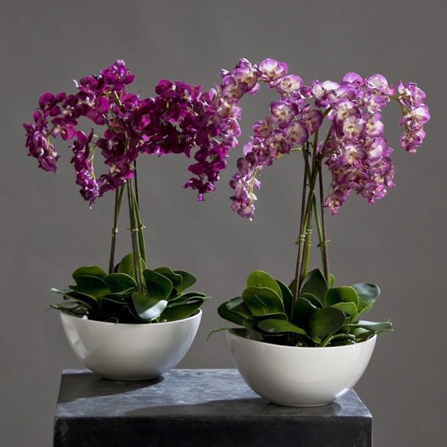 Уход за орхидеей в домашних условиях для новичков, а именно практическое руководство по правильному выращиванию этого комнатного цветка с фото и названиями видов
