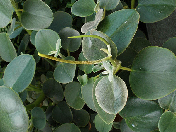 Пеперомия (peperomia): что это такое - фото и описание комнатного растения, лечебные свойства, польза для дома, относится ли к суккулентным и где родина цветка?