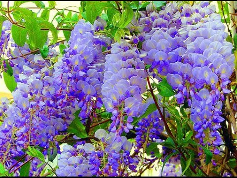 Сорта глицинии и виды Вистерии (wisteria) на фото: белая японская, морозостойкая Макростахия Блю Мун (macrostachya blue moon), Блэк Дракон и  другие названия