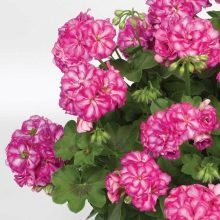 Герань великолепная: все о правилах посадки и ухода за этим цветком, фото растения, какие популярные сорта существуют на сегодняшний день?