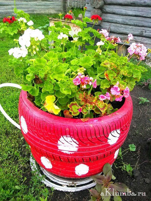 Герань великолепная: все о правилах посадки и ухода за этим цветком, фото растения, какие популярные сорта существуют на сегодняшний день?