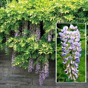 Сорта глицинии и виды Вистерии (wisteria) на фото: белая японская, морозостойкая Макростахия Блю Мун (macrostachya blue moon), Блэк Дракон и  другие названия
