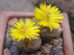 Литопсы (lithops) или 