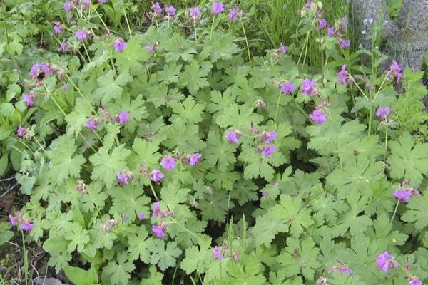 Герань великолепная: все о правилах посадки и ухода за этим цветком, фото растения, какие популярные сорта существуют на сегодняшний день?